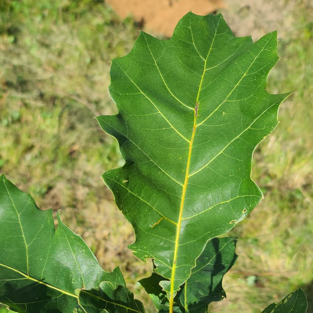 red oak